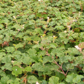 Rubus 'Betty Ashburner' - Ronce ornementale persistante - Ronce couvre-sol blanche
