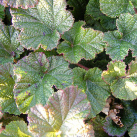 Rubus 'Betty Ashburner' - Ronce ornementale persistante - Ronce couvre-sol blanche