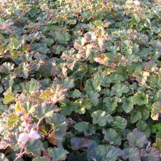 Rubus 'Tricolor' - Ronce ornementale rampante - Ronce couvre-sol persistante