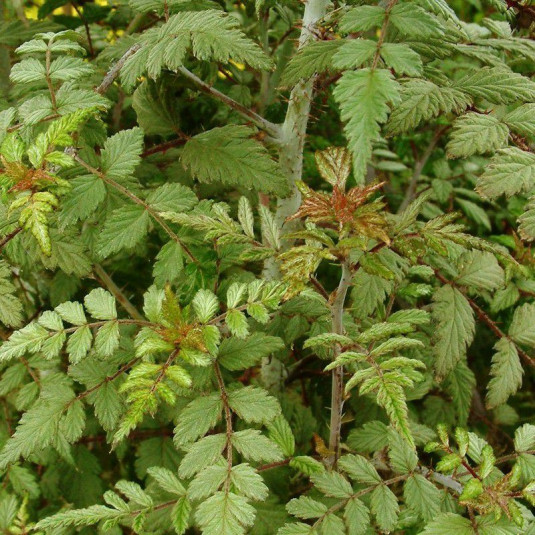 Rubus thibetanus 'Silver Fern' - Ronce ornementale du Tibet argentée