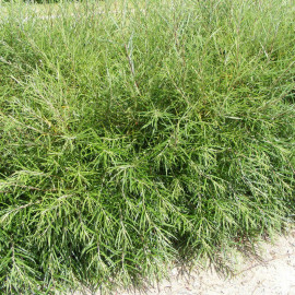 Salix rosmarinifolia - Saule drapé à feuilles de romarin en racines nues