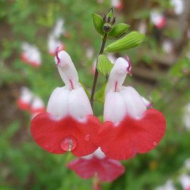 Salvia microphylla 'Hot Lips' - Sauge arbustive bicolore rouge et blanche