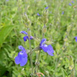 Salvia chamaedryoides - Sauge bleue du Mexique - Sauge arbustive parfumée