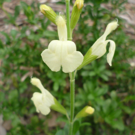 Salvia greggi 'Alba' - Sauge arbustive blanche