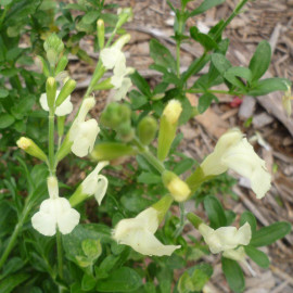 Salvia microphylla 'Alba' - Sauge arbustive blanche