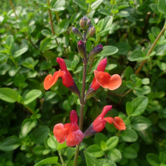 Salvia microphylla 'El Duranzo' - Sauge arbustive orange