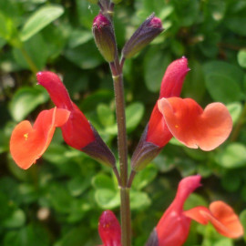 Salvia microphylla 'El Duranzo' - Sauge arbustive orange