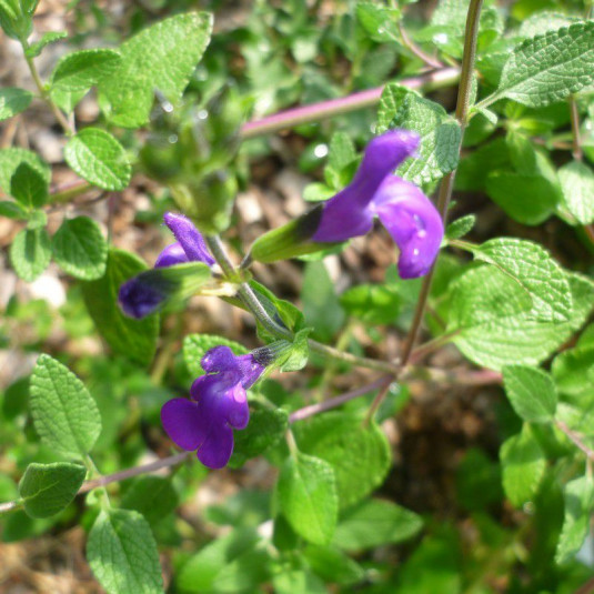 Salvia microphylla 'Violet' - Sauge arbustive violette