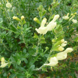 Salvia greggii 'La Luna' - Sauge de Gregg jaune vif