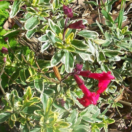 Salvia greggii 'Caramba' - Sauge arbustive panachée à fleurs rouges