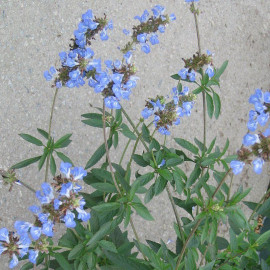 Salvia uliginosa - Sauge arbustive bleue - Sauge des marais