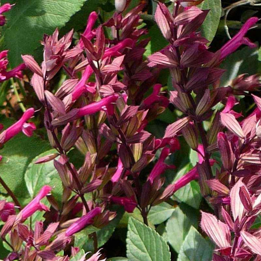 Salvia 'Wendys Wish'® - Sauge arbustive rouge cerise à fleurs tubulaires