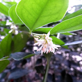 Sarcococca ruscifolia - Sarcocoque à feuilles de ruscus