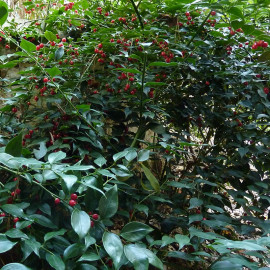 Sarcococca ruscifolia - Sarcocoque à feuilles de ruscus