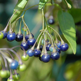 Solanum jasminoides 'Bleu' - Morelle faux-jasmin grimpante