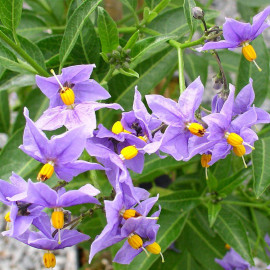 Solanum crispum 'Glasnevin' - Lycianthe bleue