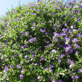 Solanum rantonnetii 'OutreMer' - Lycianthe de Rantonet à macule pourpre - Arbre aux gentianes violet