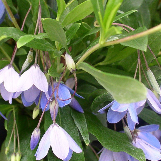 Sollya heterophylla - Sollya grimpante à fleurs bleues