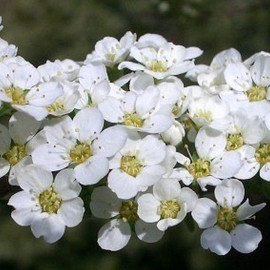 Spiraea thunbergii - Spirée de Thunberg - Spirée printanière blanche