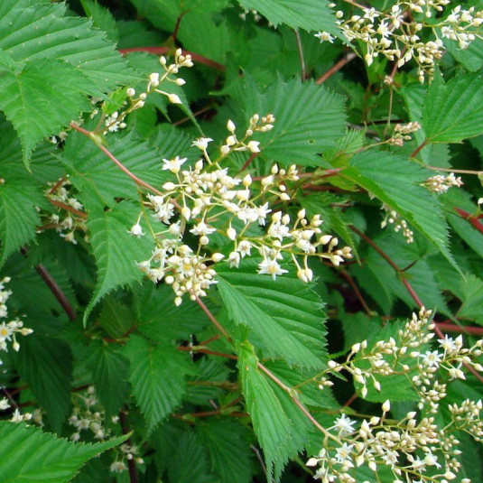 Stephanandra tanakae - Neillia - Stephanandre du Japon à fleurs blanches