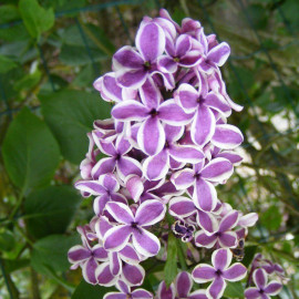 Syringa vulgaris 'Sensation' - Lilas violet et blanc bicolore