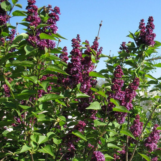 Lilas pourpre parfumé à fleurs doubles - Acht Syringa vulgaris 'Charles  Joly'