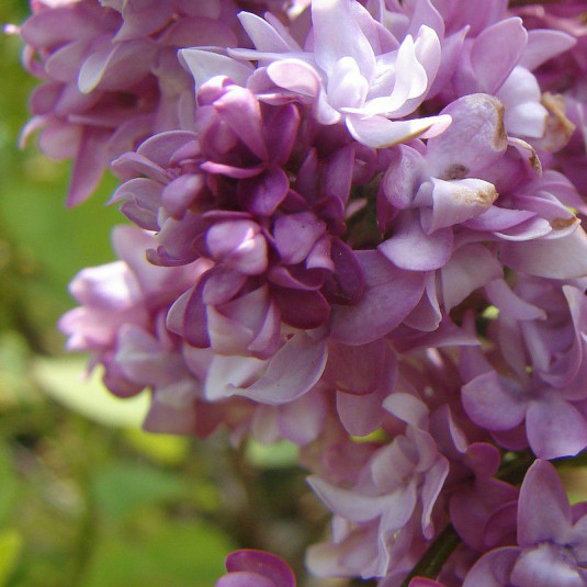 Syringa vulgaris 'Belle de Nancy' - Lilas commun pourpre à fleurs doubles