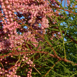 Tamarix ramosissima 'Rubra' - Tamaris d'été rouge