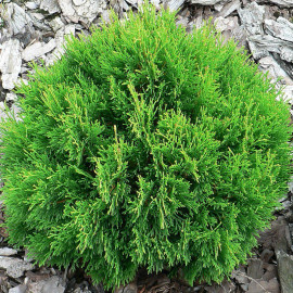 Thuja occidentalis 'Danica' - Thuya du Canada nain vert