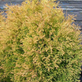 Thuja occidentalis 'Rheingold' - Thuya du Canada vert jaune