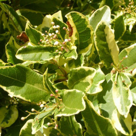 Viburnum tinus 'Variegatum' * - Laurier tin panaché - Viorne vert et jaune