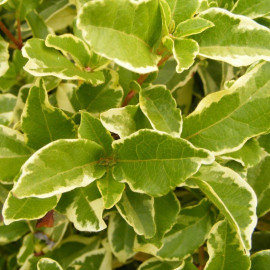Viburnum tinus 'Variegatum' * - Laurier tin panaché - Viorne vert et jaune