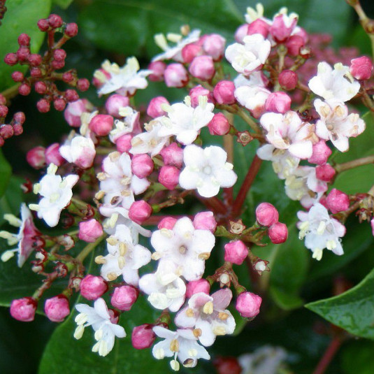 Viburnum tinus 'Gwenllian' * - Laurier tin blanc rosé - Viorne bicolore