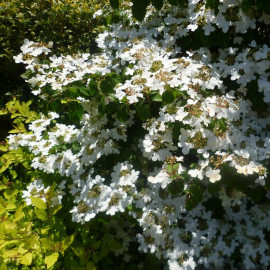 Viburnum plicatum 'Summer Snowflake' * - Viorne de Chine blanche