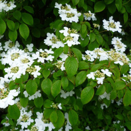 Viburnum plicatum 'Watanabe' * - Viorne de Chine blanc crème
