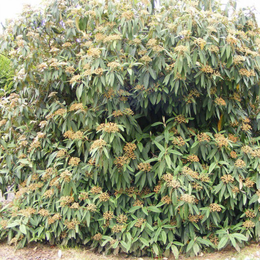Viburnum rhytidophyllum * - Viorne ridée persistante