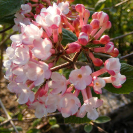 Viburnum burkwoodii 'Anne Russel' * - Viorne de Burkwood parfumée