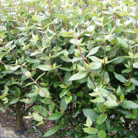 Viburnum burkwoodii * - Viorne de Burkwood