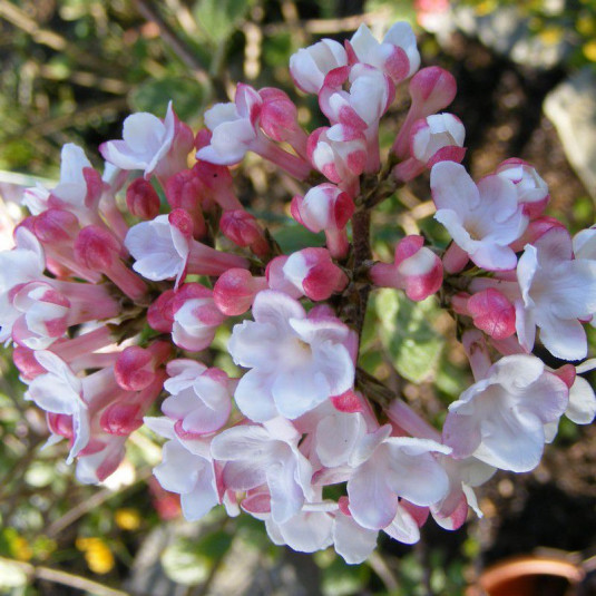 Viburnum carlesii 'Aurora' * - Viorne de Carle parfumée