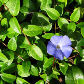Vinca minor - Petite Pervenche couvre-sol bleue