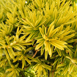Taxus baccata 'Fastigiata Aurea' - If doré fastigié