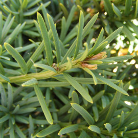 Taxus baccata 'Fastigiata Robusta' - If vert fastigié