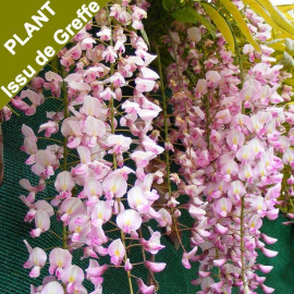Wisteria floribunda 'Violacea Plena' - Glycine du Japon grimpante violet