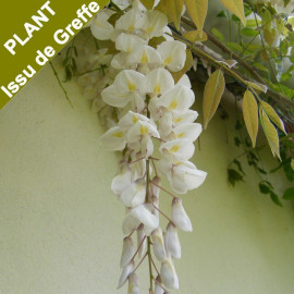 Wisteria floribunda 'Alba' - Glycine de Japon grimpante blanc