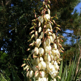 Yucca filamentosa - Yucca filamenteux blanc - Herbe à soie