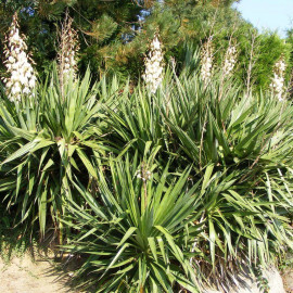 Yucca filamentosa - Yucca filamenteux blanc - Herbe à soie
