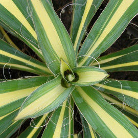 Yucca filamentosa 'Golden Sword' - Yucca filamenteux panaché jaune