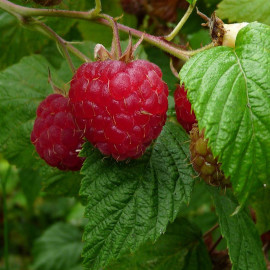 Rubus idaeus 'Tulameen' - Framboisier non-remontant