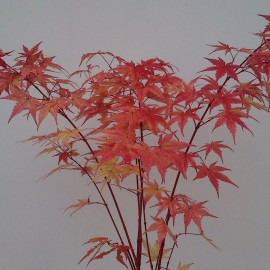 Acer palmatum 'Senkaki' - Erable du Japon Sango Kaku issu de GREFFE