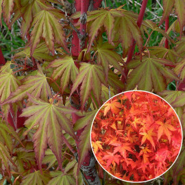 Acer palmatum 'Senkaki' - Erable du Japon Sango Kaku issu de GREFFE